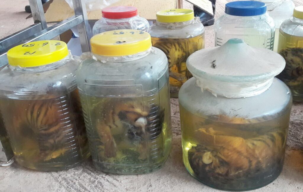 Jars containing dead tiger babies found June 2 during a raid on the Tiger Temple in Kanchanaburi province.