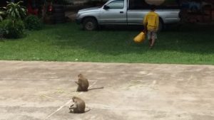 Some of the invading monkeys at the scene.