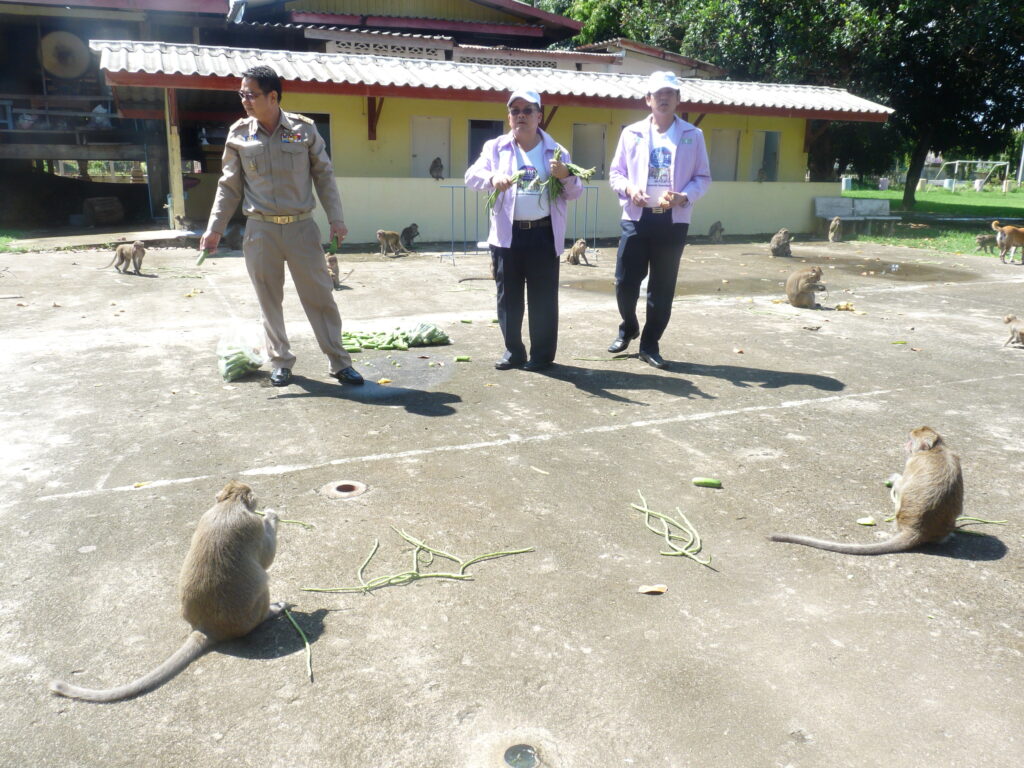 Election officials on Monday treat monkeys to a free meal of fruit and vegetables at Wat Hat Mun Krabua in Pichit