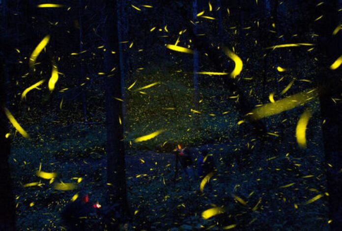 In this July 21, 2016 photo, fireflies seeking mates light up in synchronized bursts as photographers take long-exposure pictures, inside Piedra Canteada, a tourist camp cooperatively owned by 42 local families, inside an old-growth forest near the town of Nanacamilpa, Tlaxcala state, Mexico. Photo: Rebecca Blackwell