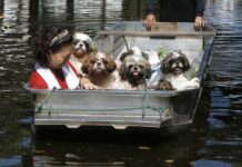 Water Damage Rising: Flood Insurance Around the World