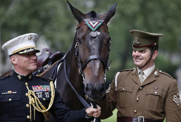 Horse Haldalgo, representing life-saving US Marine horse Sergeant Reckless who served with the US Marine Corps during the Korean War, is awarded with the PDSA Dickin Medal beside Sergeant Mark Gostling, right, and Lieutenant Colonel Michael Skaggs in London, Wednesday, July 27, 2016. Photo: Frank Augstein