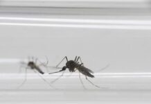 1st Zika-Linked Microcephaly Case Reported in Vietnam