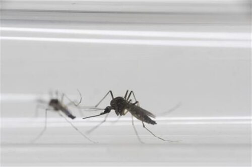 1st Zika-Linked Microcephaly Case Reported in Vietnam