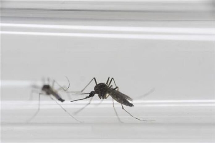 In this Monday, May 23, 2016 photo, Aedes aegypti mosquitos sit inside a glass tube at the Fiocruz institute where they have been screening for mosquitos naturally infected with the Zika virus in Rio de Janeiro, Brazil. Photo: Felipe Dana