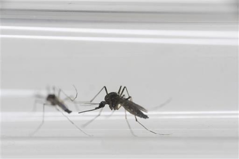 In this Monday, May 23, 2016 photo, Aedes aegypti mosquitos sit inside a glass tube at the Fiocruz institute where they have been screening for mosquitos naturally infected with the Zika virus in Rio de Janeiro, Brazil. Photo: Felipe Dana