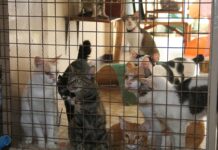 Bangkok’s Most Respectable Cat House Turns 4