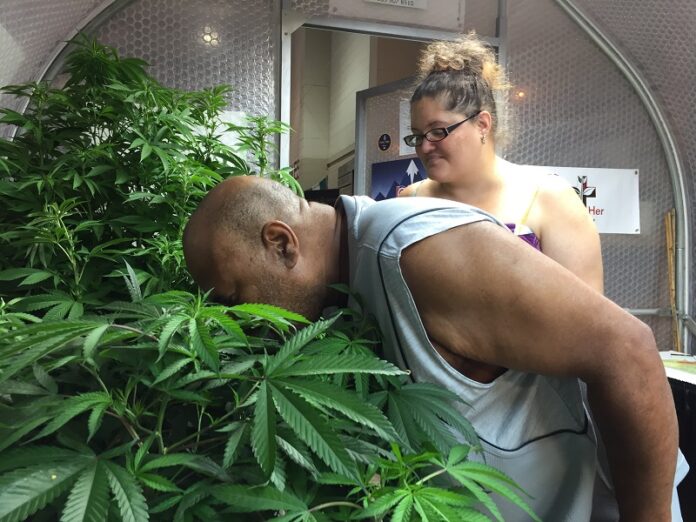 Fairgoers look at marijuana plants at the Oregon State Fair during the first day of an exhibit of living pot plants on Friday in Salem, Oregon. Photo: Gillian Flaccus / Associated Press