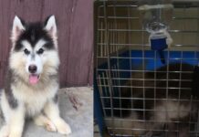 Nok Air Drops Pet Travel After Beloved Husky Passenger Dies