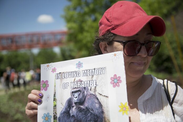 Alesia Buttrey, of Cincinnati, holds a sign with a picture of the gorilla Harambe during a vigil in his honor outside the Cincinnati Zoo & Botanical Garden, in Cincinnati on May 30. Photo: John Minchillo / AP