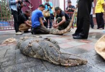 Hiaaaaa! Lizard Cowboys Kidnap Lumphini Park Residents (Photos)