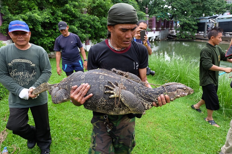 water monitor