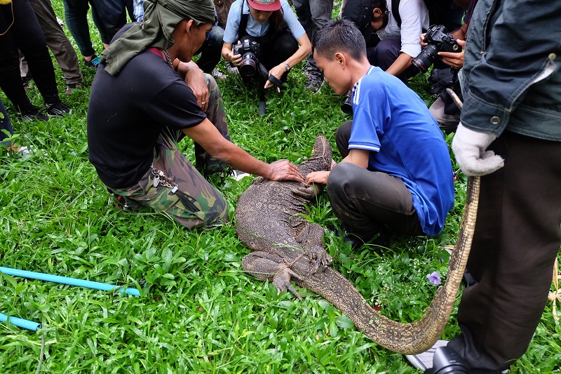 water monitor