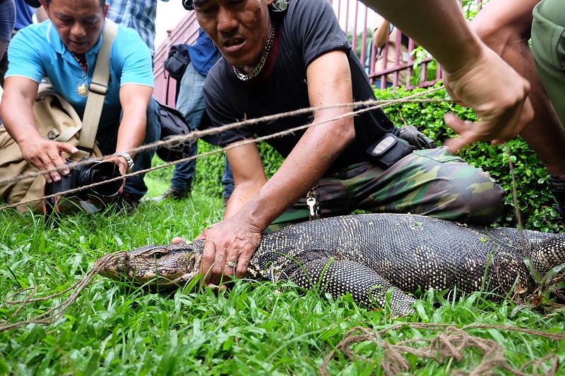 water monitor