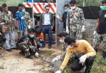 No More Big Lizards in Lumphini Park?