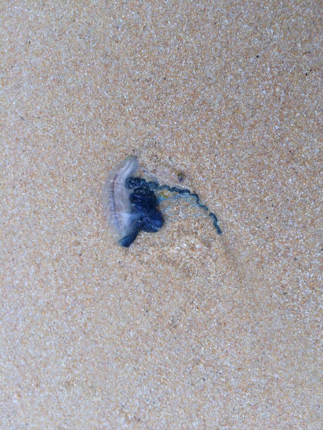 Portuguese man o’ war on Thursday