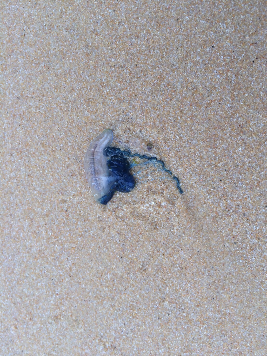 Portuguese man o’ war on Thursday 