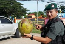 False Alarm! Bomb in Pattani Actually Coconut