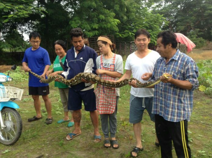 A ravenous python with an appetite for poultry suffers a humiliating moment after his capture Wednesday morning in the Chai Prakan district of Chiang Mai province.
