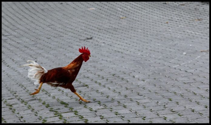 Rowdy running rooster. Photo: Gulcinb / Flickr