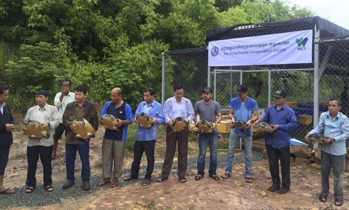 Conservationists prepare to release Royal Turtles on Tuesday at a conservation center in Mondul Seima, Koh Kong province, Cambodia. Photo: Mengey Eng / Associated Press