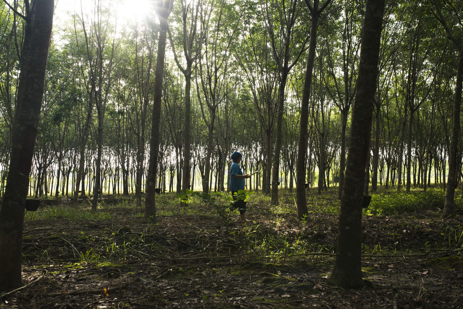 A rubber farmer tends her crop of trees in the early morning. The vast majority of people here own rubber plantations and need to harvest the trees’ latex at a time when elephants are most active.