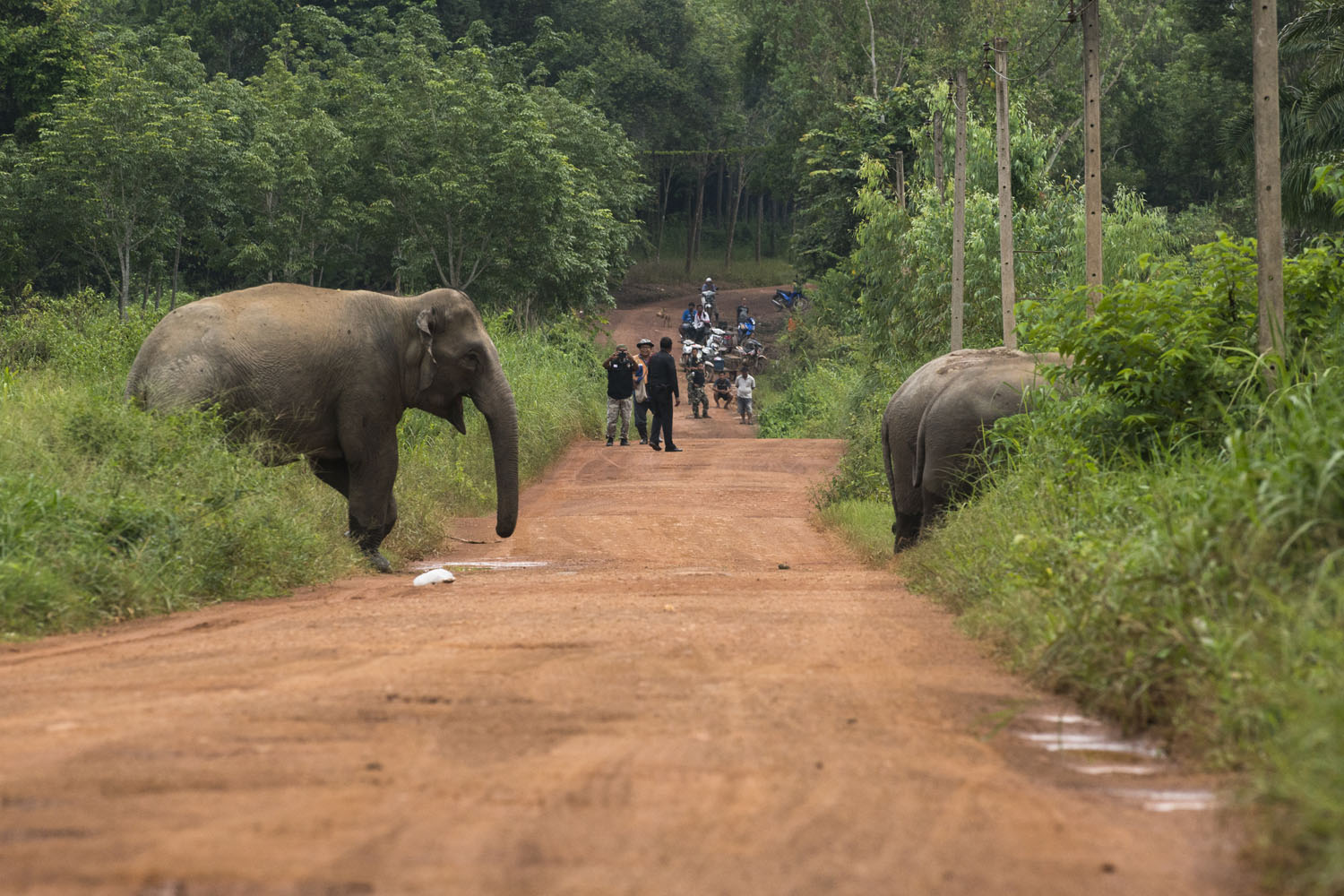 Police and wildlife officials hold back traffic while approximately 40 elephants emerge from the jungle in the early hours of a recent evening. It is thought approximately 150 elephants live in and around Chanthaburi province’s Kaeng Hang Meao district, an area home to about 36,000 human residents.