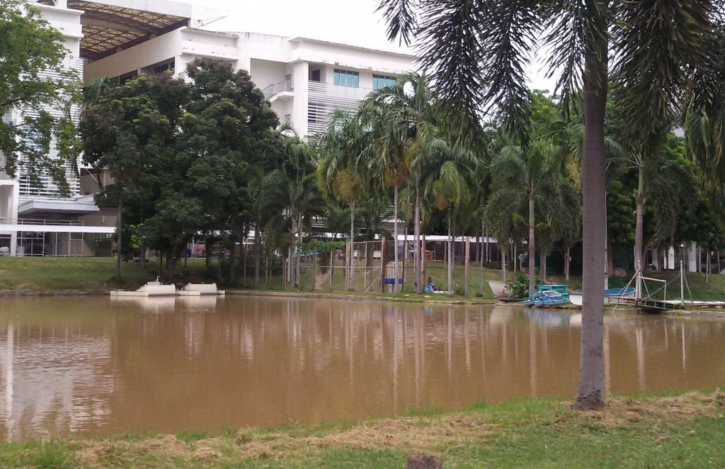 Chokechai Thongnuekhao nearly drowned crossing a pond on the Chonburi campus of Kasetsart University, seen here on Sunday.