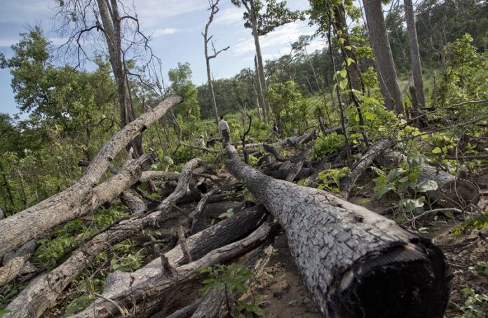 Myanmar is struggling to stop illegal logging, which has erased one-quarter of the country’s valuable forests in a generation. Photo: Gemunu Amarasinghe / Associated Press