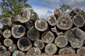 Confiscated illegal timber is piled for an auction in Paekone village in northern Sagaging division, Myanmar. Photo: Gemunu Amarasinghe / Associated Press