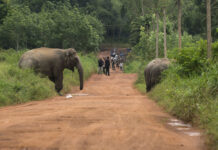 Elephant Fatally Stomps Driver After Car Strikes Its Legs Police and wildlife officials hold back traffic while approximately 40 elephants emerge from the jungle in 2016 in Chanthaburi province’s Kaeng Hang Meao district.