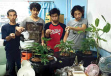In Blunt Terms, Govt Reminds Public Weed Still Not Legal