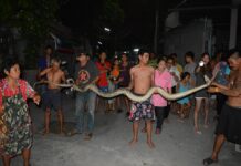 Chonburi Man Tortures Giant Python Who Ate His Ducks