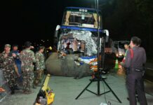 Bus Driver Charged With Reckless Driving for Hitting, Killing Baby Elephant