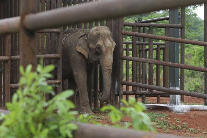Asian elephant Guida walks Wednesday into her new living space, the first elephant sanctuary in Latin America in Chapada dos Guimaraes, Brazil. Photo: Eraldo Peres / Associated Press