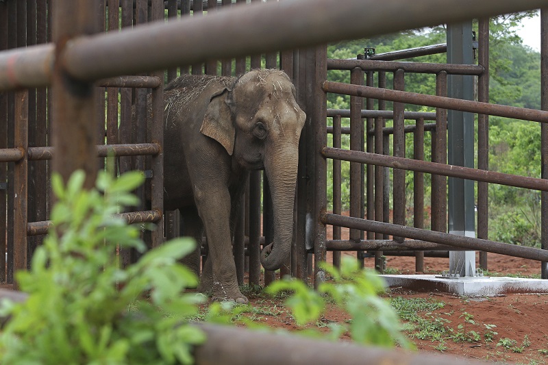 Asian elephant Guida walks Wednesday into her new living space, the first elephant sanctuary in Latin America in Chapada dos Guimaraes, Brazil. Photo: Eraldo Peres / Associated Press