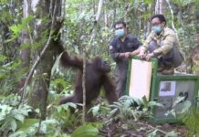 Indonesia Court Allows Dam in Orangutan Habitat to Proceed