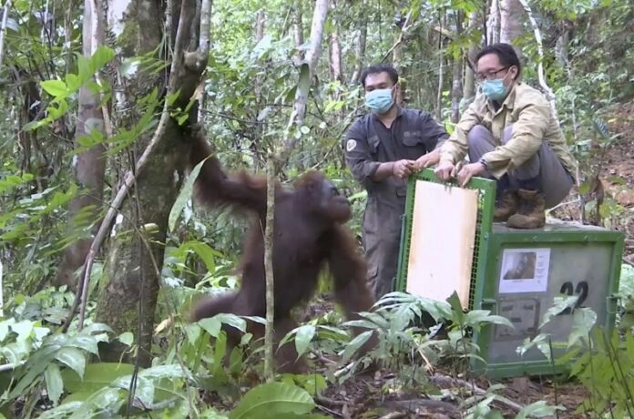 Activists open a cage to release a rehabilitated orangutan back into the wild Oct. 19 at Kehje Sewen forest in East Kalimantan, Indonesia. Photo: Associated Press