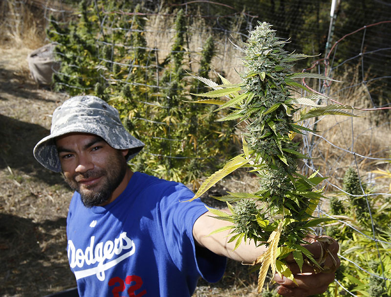 Rolie Gonzalez III displays a branch laden with marijuana buds at a farm near Garberville, California. Photo: Rich Pedroncelli / Associated Press