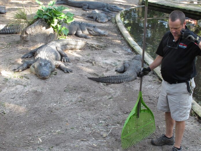 Jim Darlington takes a phone call while cleaning up Hurricane Matthew debrisSunday at the St. Augustine Alligator Farm, in St. Augustine, Florida. Photo: Brendan Farrington / Associated Press