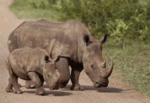 European Zoos to Send Critically Endangered Rhinos to Rwanda Rhinos walk in the Hluhluwe-Imfolozi game reserve in 2015 in South Africa. Photo: Schalk van Zuydam / Associated Press