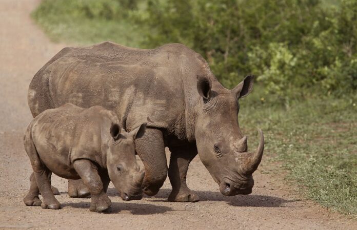 Rhinos walk in the Hluhluwe-Imfolozi game reserve in 2015 in South Africa. Photo: Schalk van Zuydam / Associated Press Rhinos walk in the Hluhluwe-Imfolozi game reserve in 2015 in South Africa. Photo: Schalk van Zuydam / Associated Press