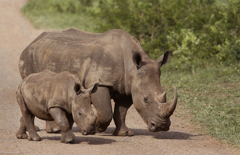 Rhinos walk in the Hluhluwe-Imfolozi game reserve in 2015 in South Africa. Photo: Schalk van Zuydam / Associated Press