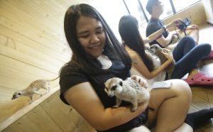 Visitors play with meerkats Sept. 27 at Little Zoo Café in Bangkok, Thailand. Photo: Sakchai Lalit / Associated Press