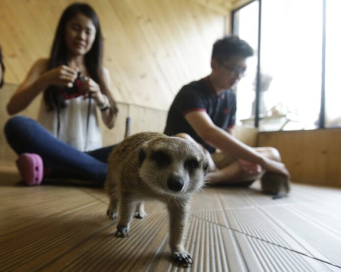 Vistors play with meerkats Sept. 27 at Little Zoo Café in Bangkok, Thailand. Photo: Sakchai Lalit / Associated Press
