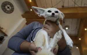 Visitor pets fennec fox Sept. 27 at Little Zoo Cafe in Bangkok, Thailand. Photo: Sakchai Lalit / Associated Press