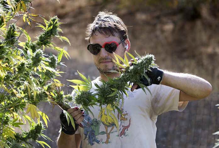 Campaign 2016 Marijuana Emerald Triangle