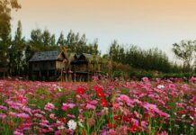 Go Cherry Picking at Jim Thompson Farm This Cool Season