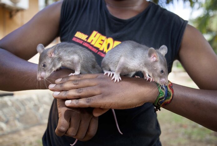 Infant rats are photographed Friday in Morogoro, Tanzania, ahead of training to detect trafficked pangolin parts and smuggled hardwood timber. Photo: Associated Press