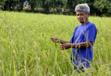 Everything You Were Afraid to Ask About Thai Rice Subsidies